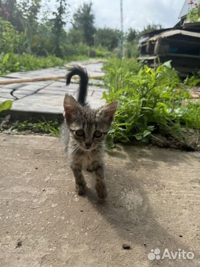 Котята в добрые руки бесплатно