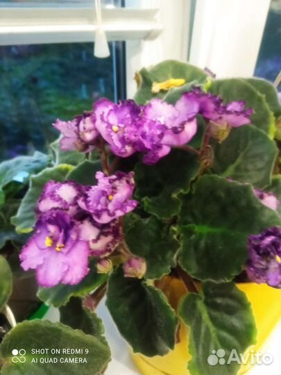 Фиалки листики обмен