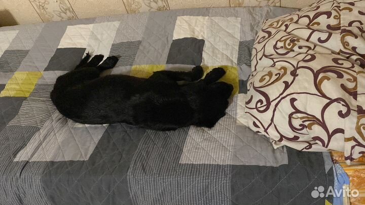 Найдена собака