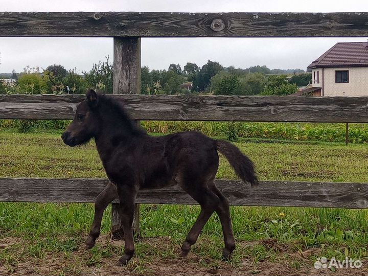 Шетлендские пони