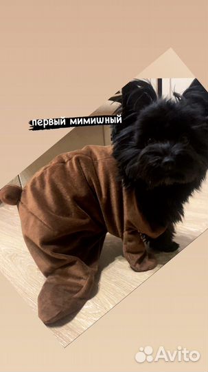 Йоркширский терьер вязка