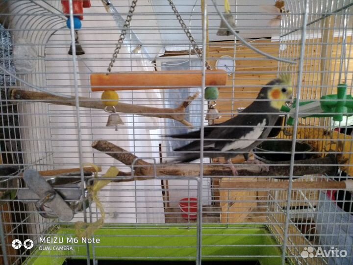 Попугай Корелла с большой клеткой