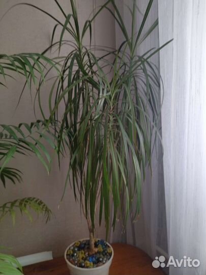 Цветы для офиса