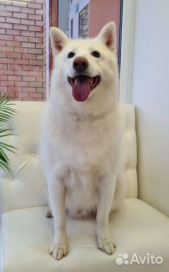 Грумер стрижка собак