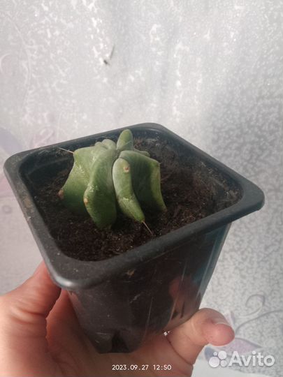 Кактусы и суккуленты