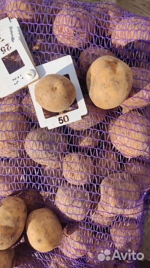 Продам Картофель оптом