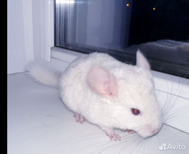 Шиншилла