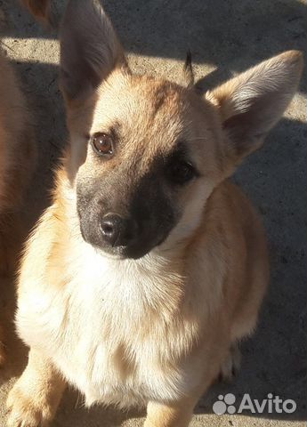 Щенок-подросток. Девочка