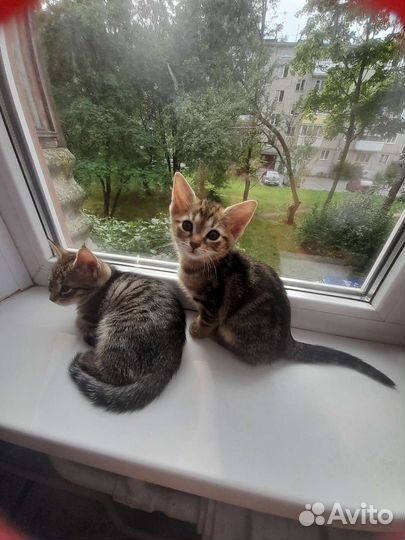 Отдам в добрые руки