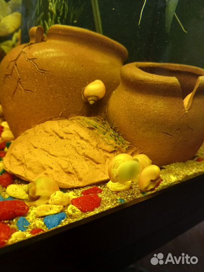 Улитки аквариумные