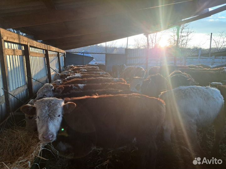 Бычки и быки