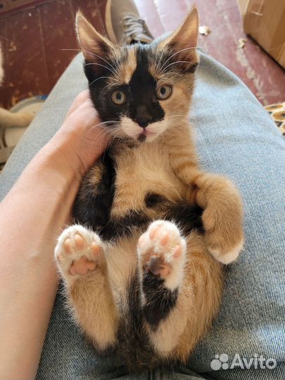 Котята