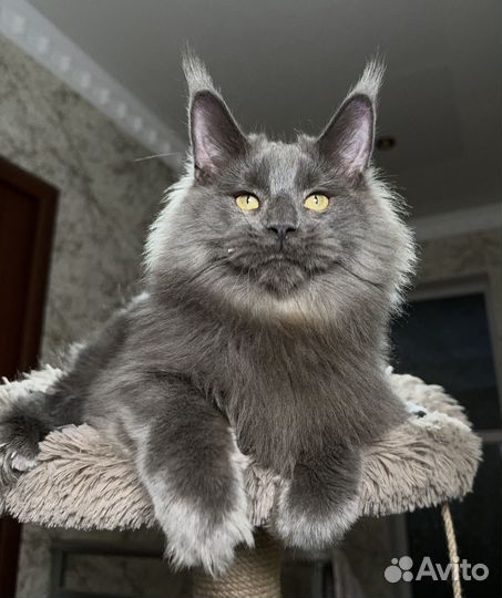 Лев