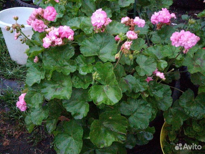 Домашние цветы