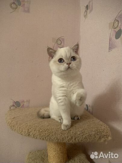 Британская