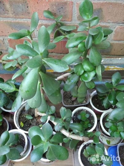 Толстянка : Денежное дерево