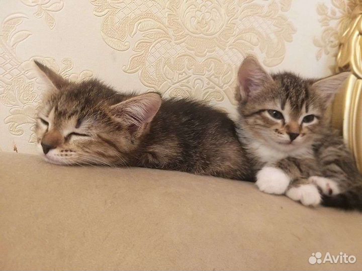 Котятки от породистых родителей)