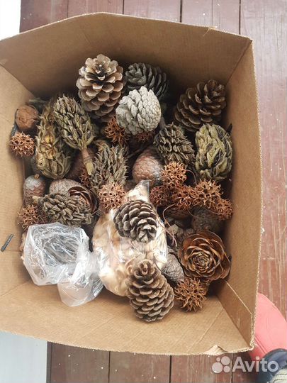 Шишки разные