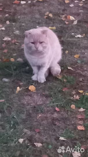 Кот