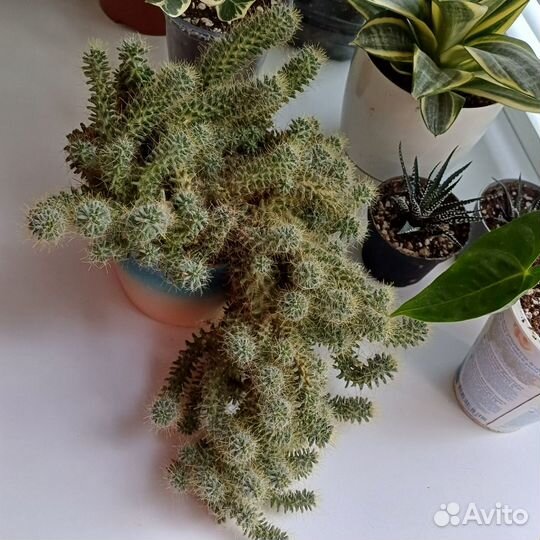 Кактусы и суккуленты