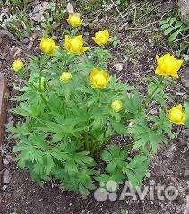 Многолетники для сада