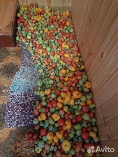 Помидоры свежие домашние