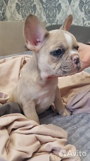 Щенки Французского бульдога
