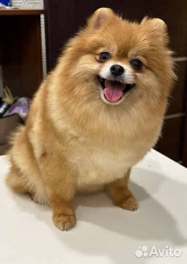 Деаочка Померанский шпиц