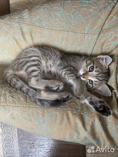 Котенок девочка