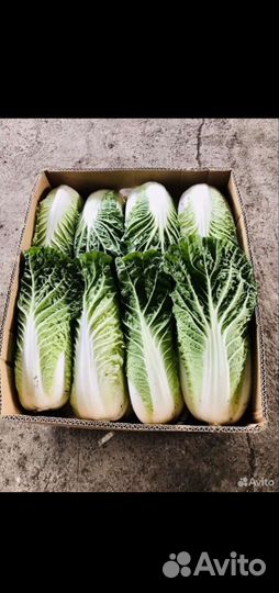 Пекинская капуста