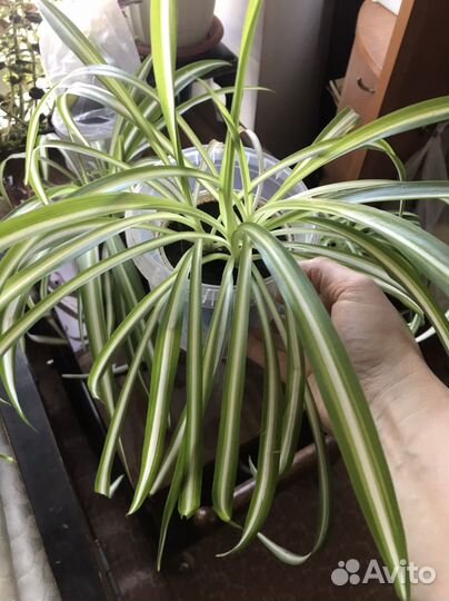 Хлорофитум хойя