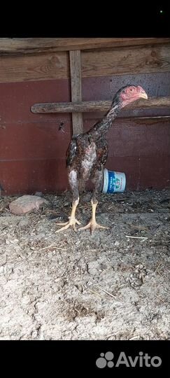 Бойцовые куры петухи
