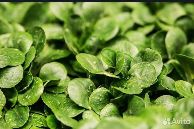 Семена овощей Морковка,Капуста,Зелень и тд