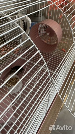 Хомяки вместе с клеткой