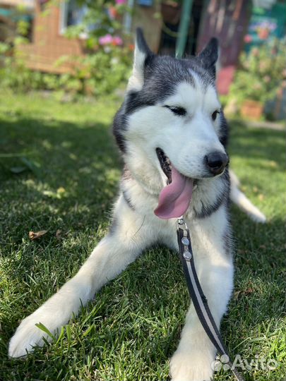 Отдам бесплатно животные собаки