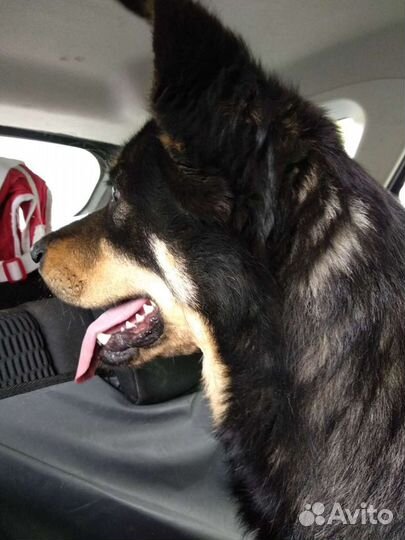 Молодая собака в поисках Человека