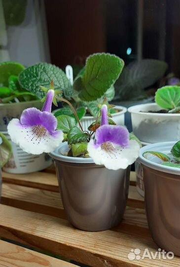 Синнингия мини