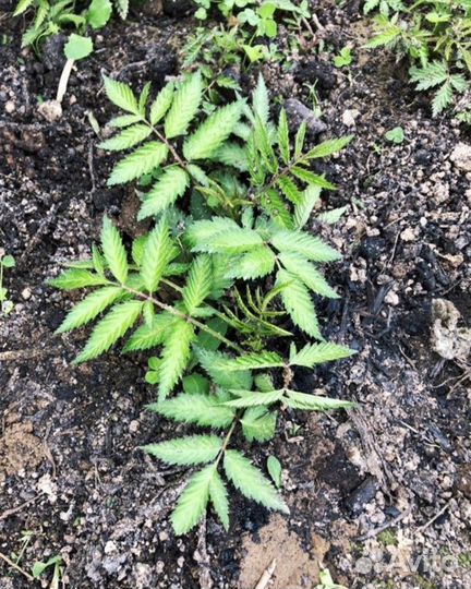 Тибетская малина