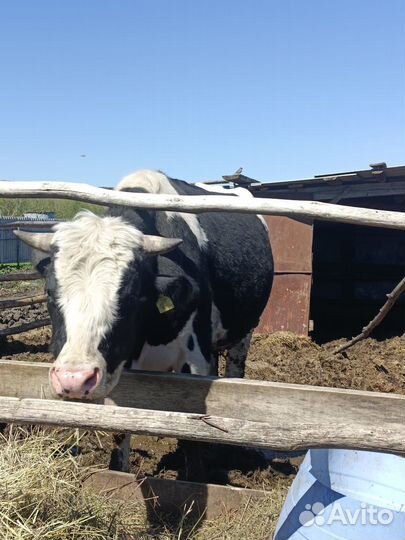 Тёлочки Бычки