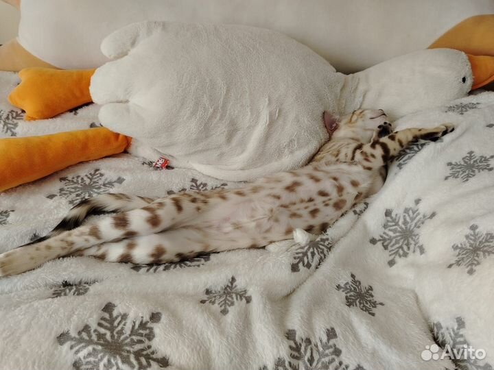 Бенгальский мальчик