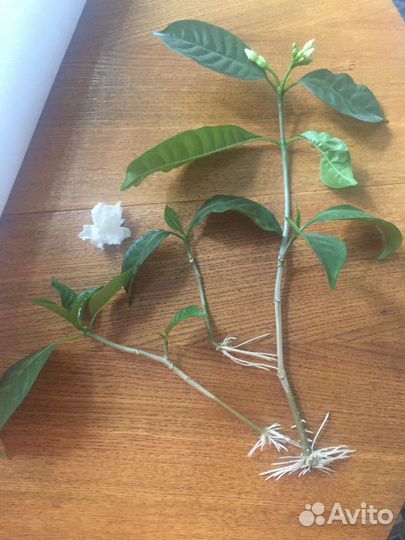 Табернемонтана