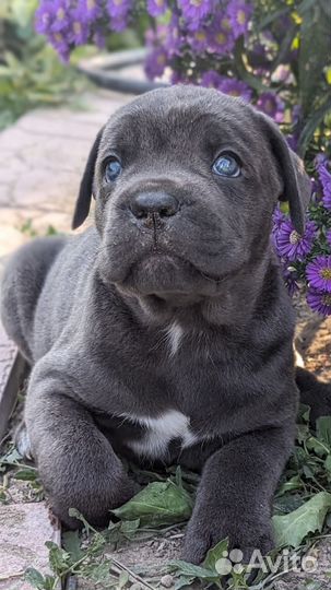 Щенки кане Корсо