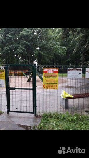 Дрессировка собак