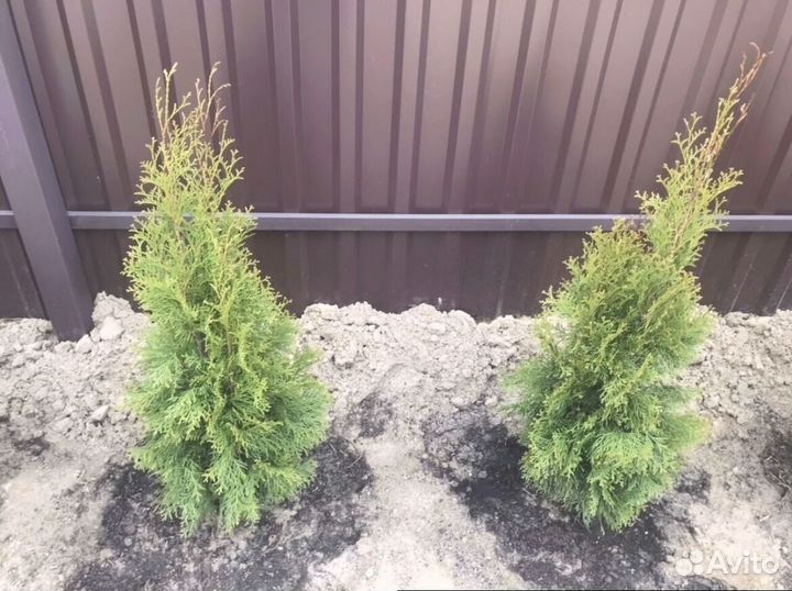 Туи для изгороди