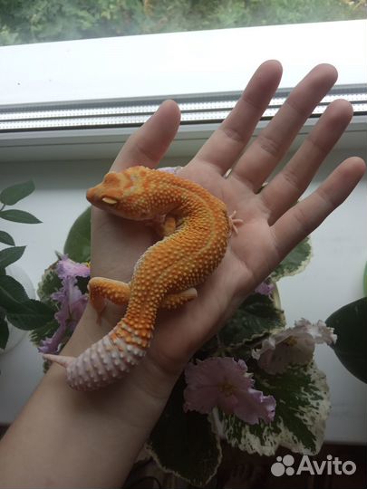 Пятнистый леопардовый эублефар