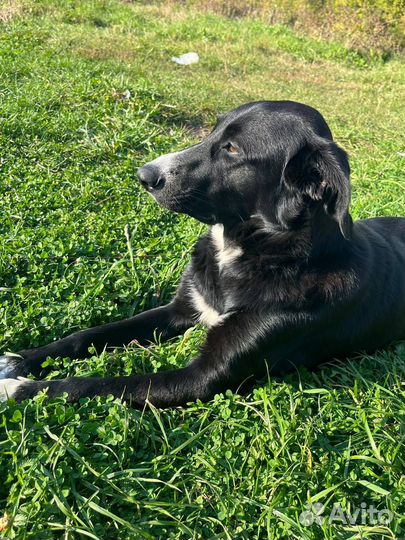 Собака в добрые руки отдам бесплатно