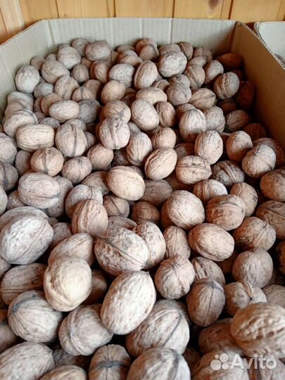 Орех грецкий