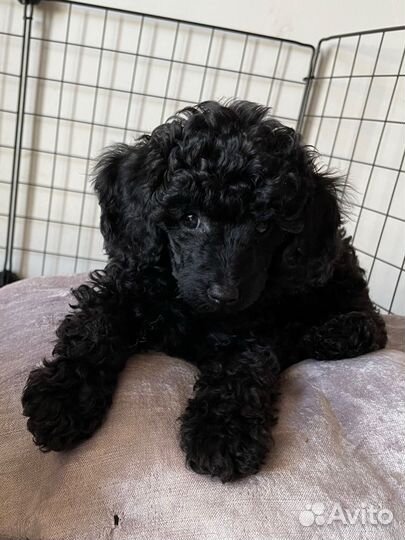 Той-пудель мальчик