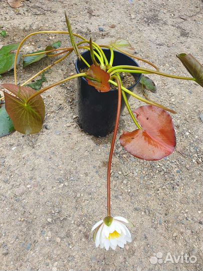 Растения для пруда