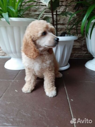 Малый пудель